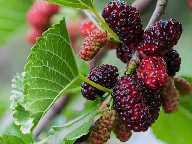 Шелковица купить саженцы из питомнике в Чебоксарах