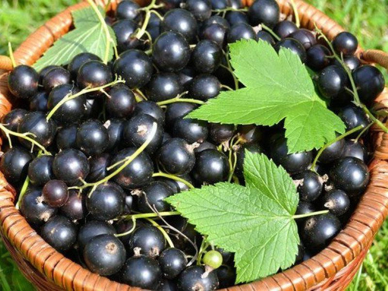 Смородина купить саженцы из питомника в Чебоксарах