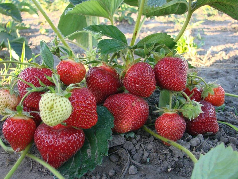 Клубника купить саженцы из питомника в Чебоксарах
