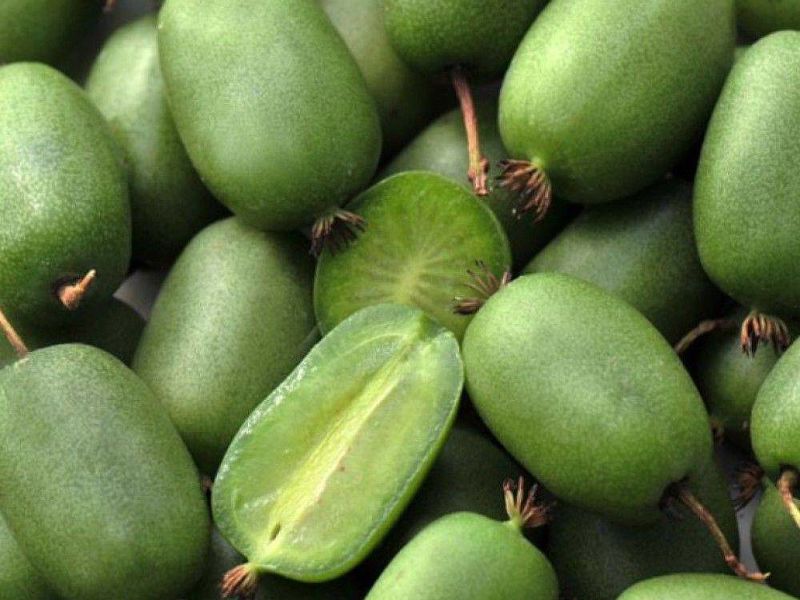 Актинидия купить саженцы из питомнике в Чебоксарах