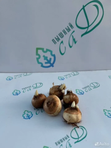 Крокус «Гранд Мэтр» (5 штук)