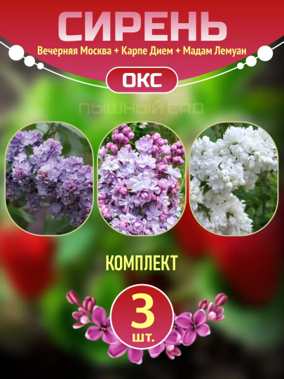 Саженцы сирени Вечерняя Москва, Карпе Дием, Мадам Лемуан